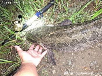 雷魚