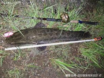 雷魚