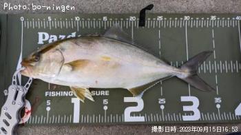 ショゴ