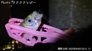 アジ