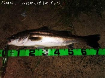 シーバス