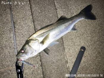 シーバス