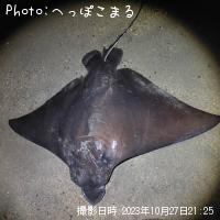 トビエイ