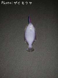 ヒラメ