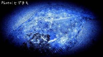 ヒラメ