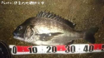 クロダイ