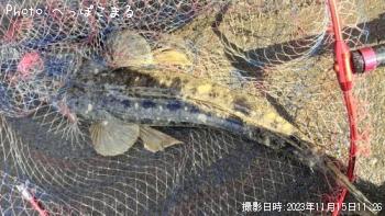 マゴチ