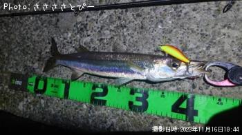 カマス大＆シーバス