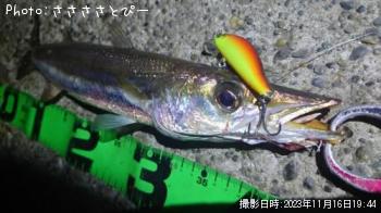 カマス大＆シーバス