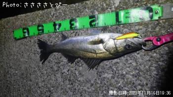 カマス大＆シーバス