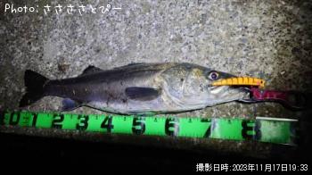 シーバス