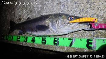シーバス