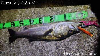 シーバス