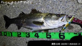 シーバス