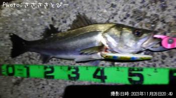 シーバス