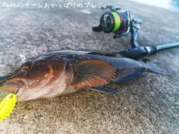 アイナメ