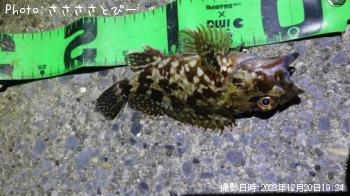 カサゴ
