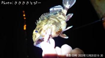 カサゴ
