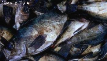 メバル