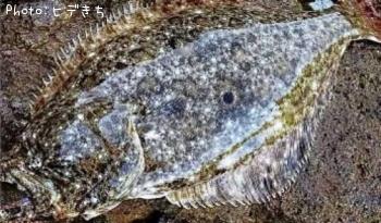 ヒラメ