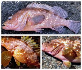 アコウ