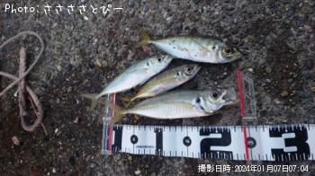 アジ＆サバ