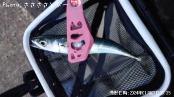 アジ＆サバ