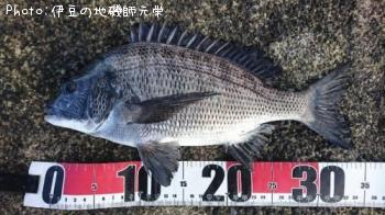 クロダイ