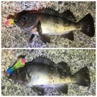 メバル