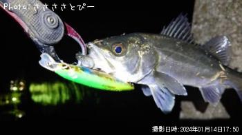 シーバス