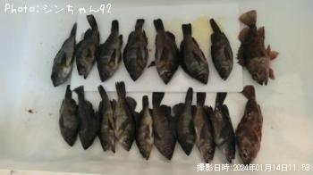 メバル