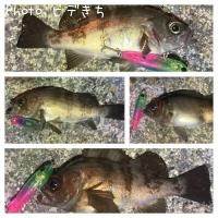 メバル