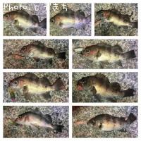 メバル