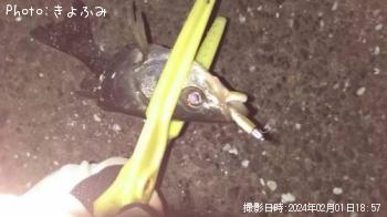 セイゴ