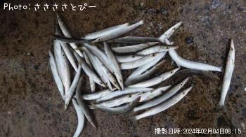 カマス