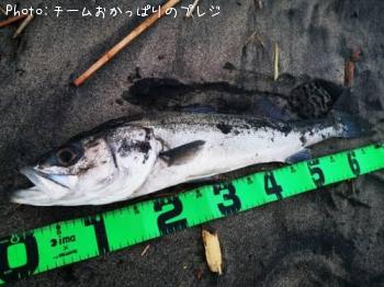 シーバス