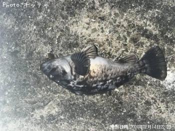 クロソイ