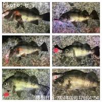 メバル