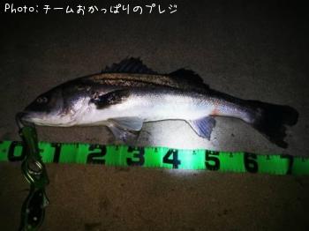 シーバス