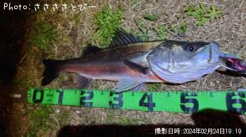 シーバス