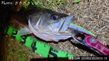 シーバス