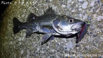 シーバス