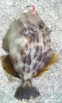 カワハギ
