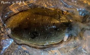 モンゴウイカ