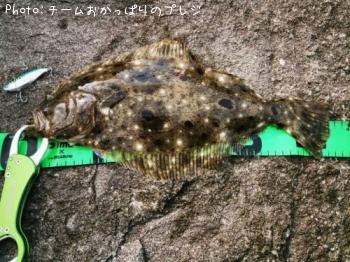 ヒラメ