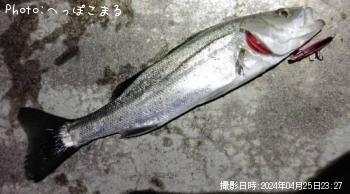 シーバス