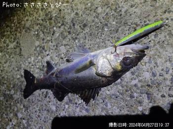 シーバス
