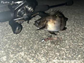 メバル