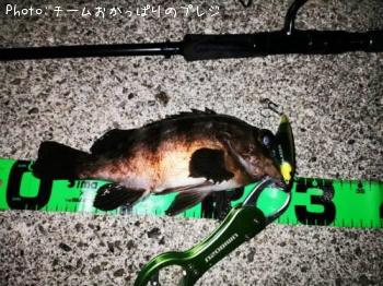 メバル