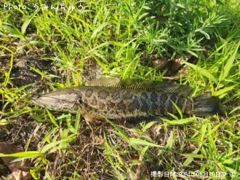 雷魚